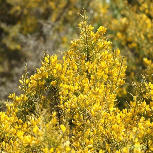 Ajonc de Provence - Ulex parviflorus subsp. parviflorus