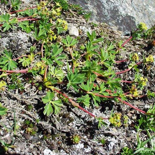 Alchémille à cinq folioles - Alchemilla pentaphyllea