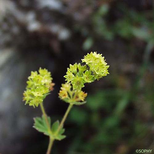 Alchémille brillante - Alchemilla splendens