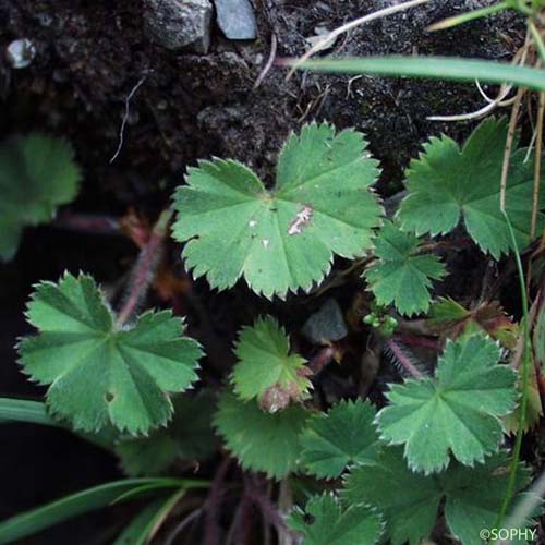 Alchémille brillante - Alchemilla splendens