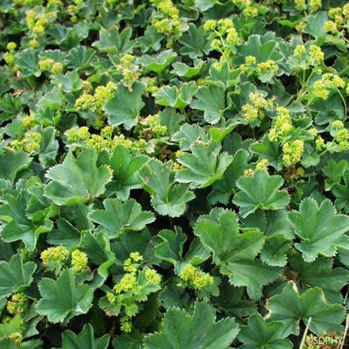 Alchémille commune  - Alchemilla acutiloba