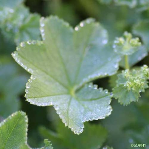 Alchémille commune  - Alchemilla acutiloba