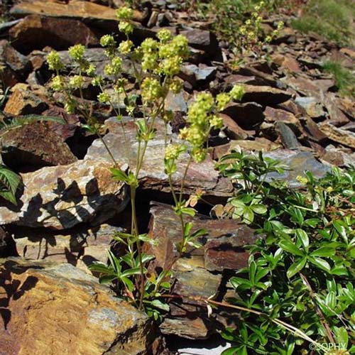 Alchémille des rochers - Alchemilla saxatilis