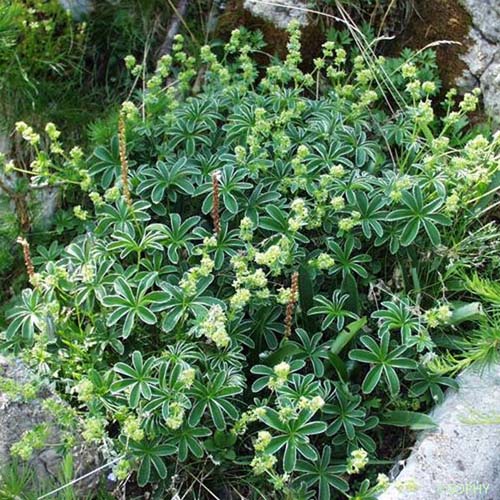 Alchémille peu soyeuse - Alchemilla subsericea