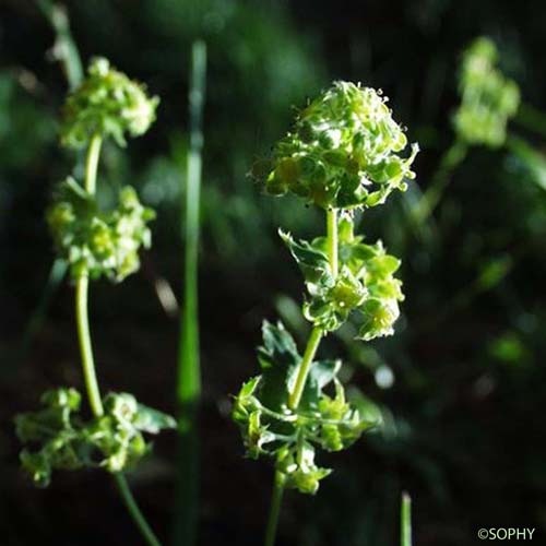 Alchémille peu soyeuse - Alchemilla subsericea