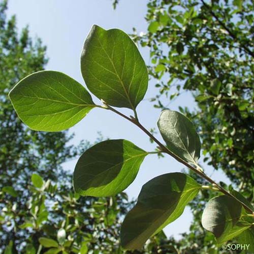 Aliboufier - Styrax officinalis