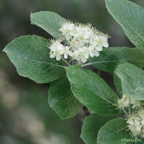 Alisier blanc - Aria edulis