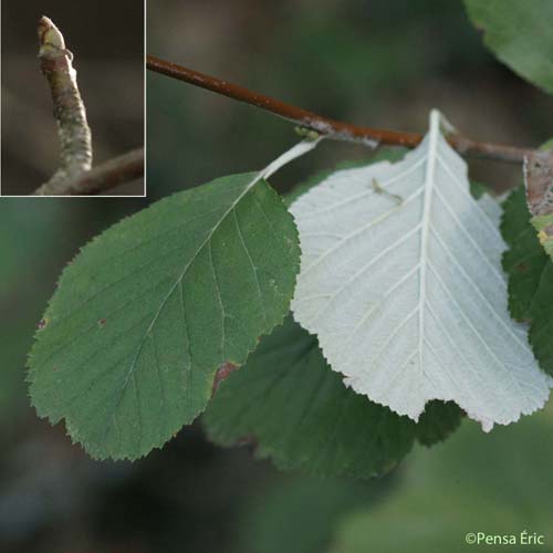 Alisier blanc - Sorbus aria