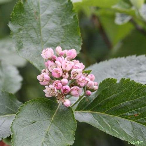 Alisier nain - Sorbus chamaemespilus