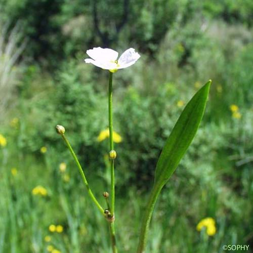 Alisma fausse Renoncule - Baldellia ranunculoides