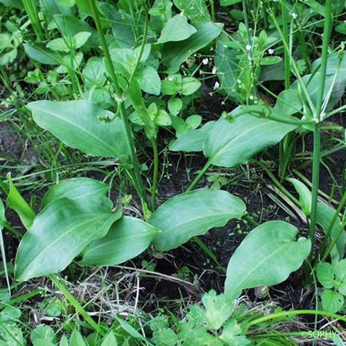 Alisma Plantain d'eau - Alisma plantago-aquatica