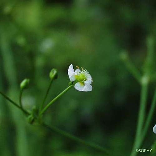 Alisma Plantain d'eau - Alisma plantago-aquatica