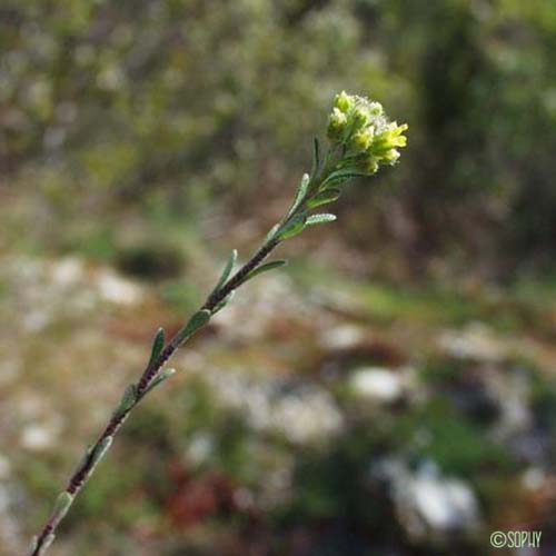 Alysson à calices persistants - Alyssum alyssoides