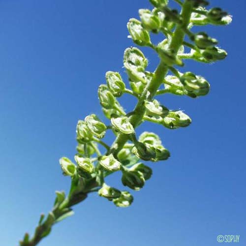 Alysson à calices persistants - Alyssum alyssoides