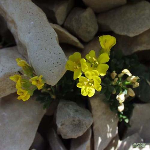 Alysson à feuilles en coin - Alyssum flexicaule