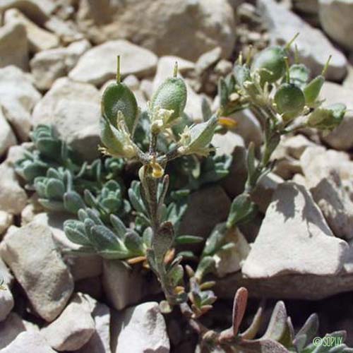 Alysson à feuilles en coin - Alyssum flexicaule