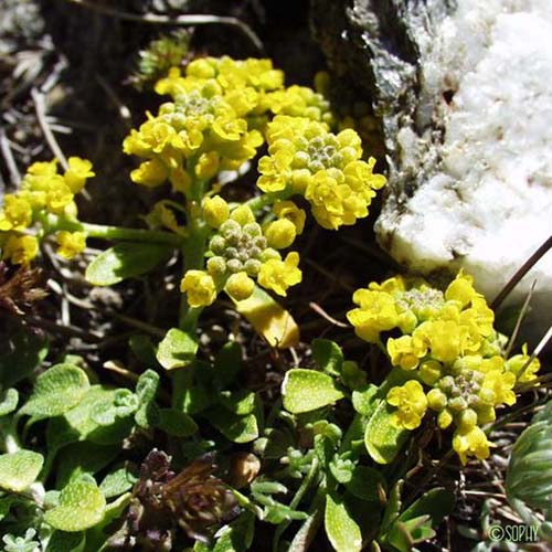 Alysson alpestre - Alyssum alpestre