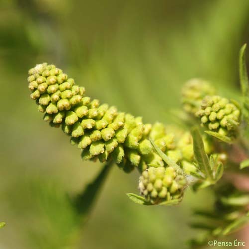 Ambroisie à feuilles d'armoise - Ambrosia artemisiifolia