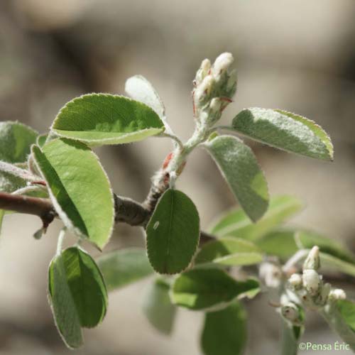 Amélanchier - Amelanchier ovalis subsp. ovalis