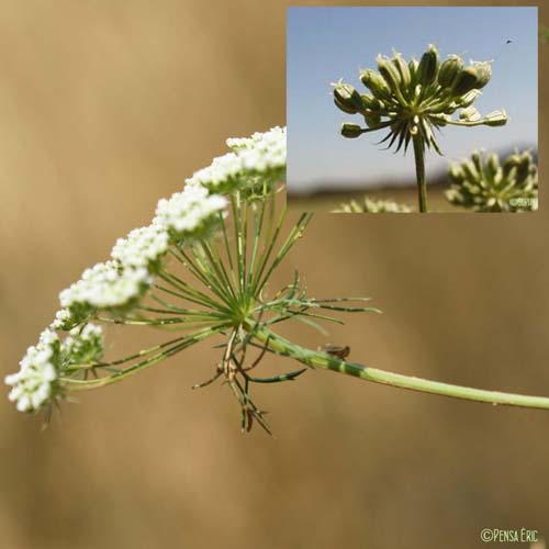 Ammi commun - Ammi majus