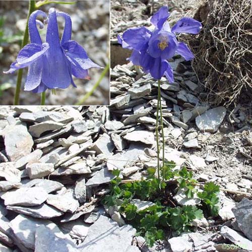 Ancolie de Bertoloni - Aquilegia reuteri