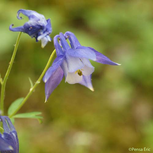 Ancolie des Alpes - Aquilegia alpina