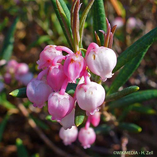 Andromède - Andromeda polifolia