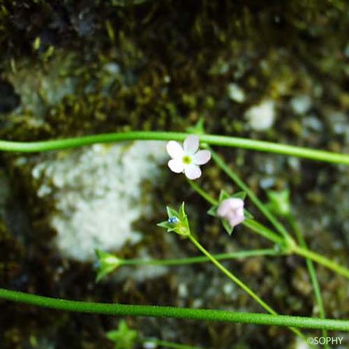 Androsace de Chaix - Androsace chaixii