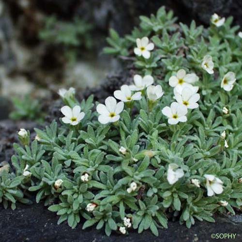 Androsace de Vandelli - Androsace argentea