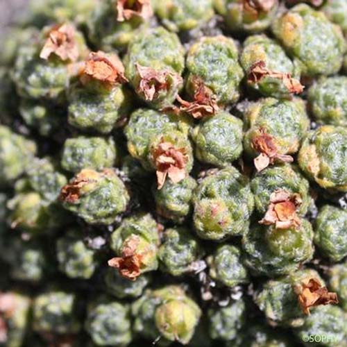 Androsace de Vandelli - Androsace argentea