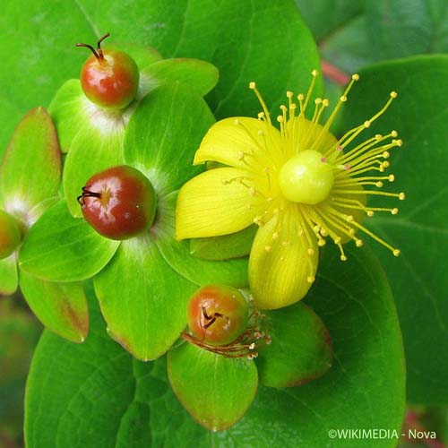 Androsème - Hypericum androsaemum