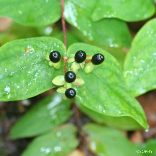 Androsème - Hypericum androsaemum