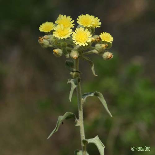 Andryale à feuilles entières - Andryala integrifolia