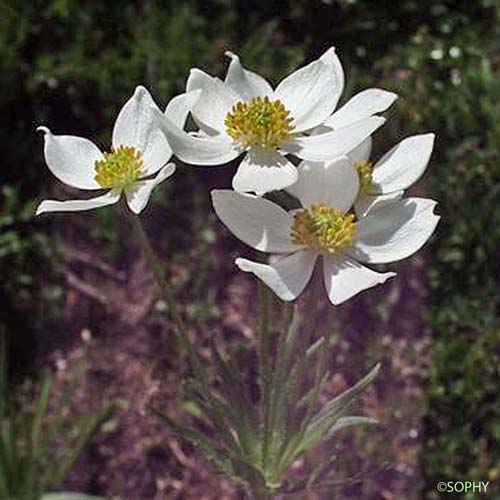 Anémone à feuilles de Narcisse - Anemone narcissiflora subsp. narcissiflora