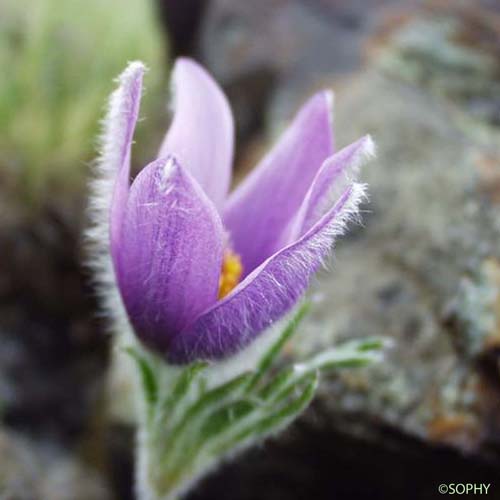 Anémone de Haller - Anemone halleri subsp. halleri