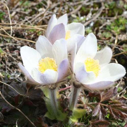 Anémone de printemps - Anemone vernalis