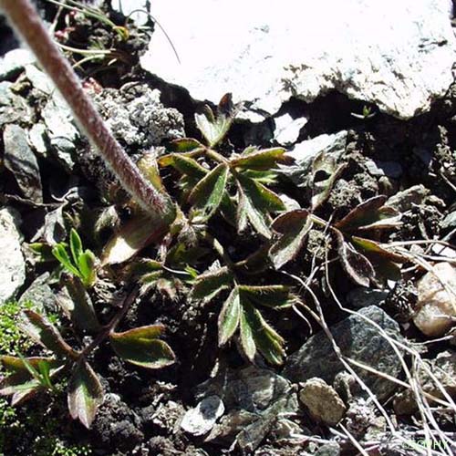 Anémone de printemps - Anemone vernalis