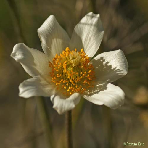 Anémone des Alpes - Anemone alpina subsp. alpina