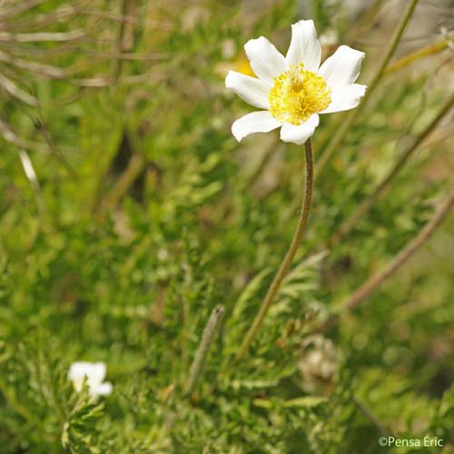 Anémone des Alpes - Anemone alpina subsp. alpina