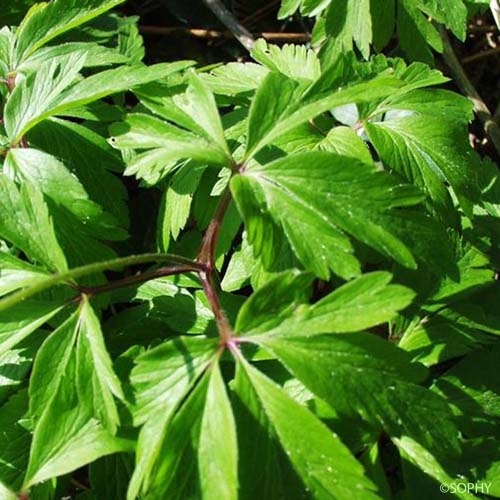 Anémone des bois - Anemone nemorosa