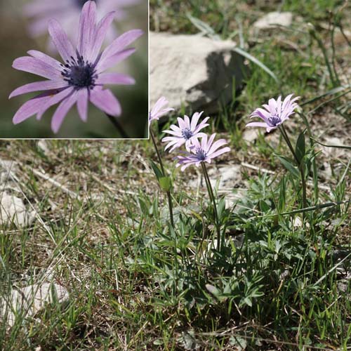 Anémone des jardins - Anemone hortensis subsp. hortensis