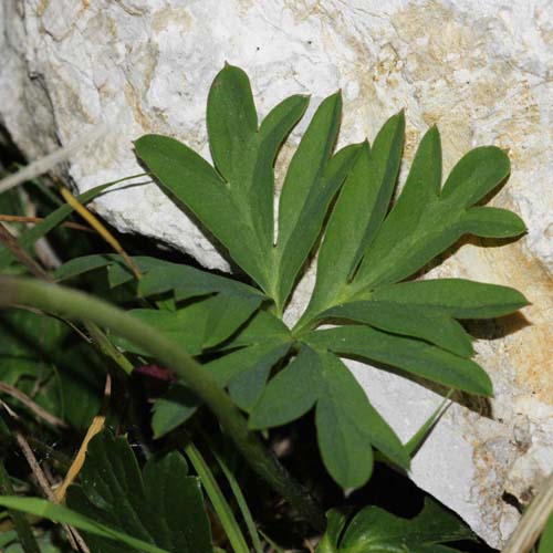 Anémone des jardins - Anemone hortensis subsp. hortensis