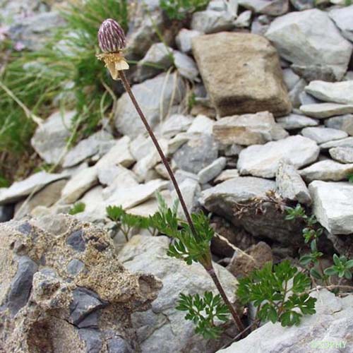 Anémone du mont Baldo - Anemone baldensis