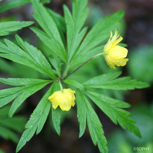 Anémone fausse Renoncule - Anemone ranunculoides