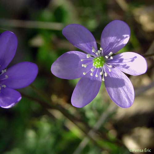 Anémone hépatique - Hepatica nobilis