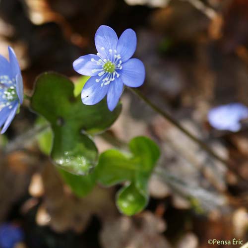 Anémone hépatique - Hepatica nobilis