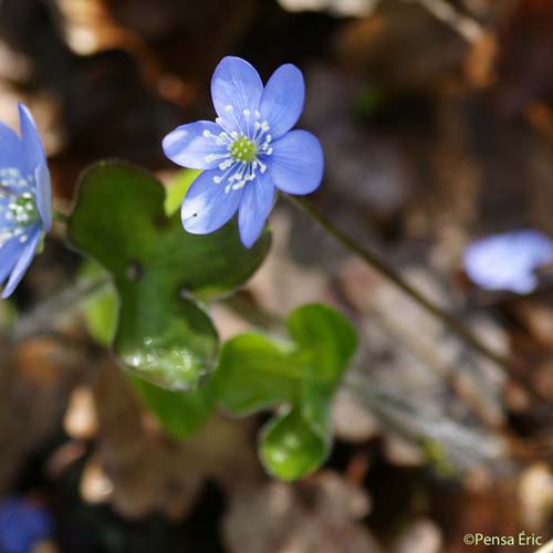 Anémone hépatique - Anemone hepatica