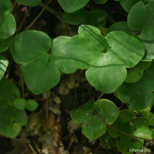 Anémone hépatique - Hepatica nobilis