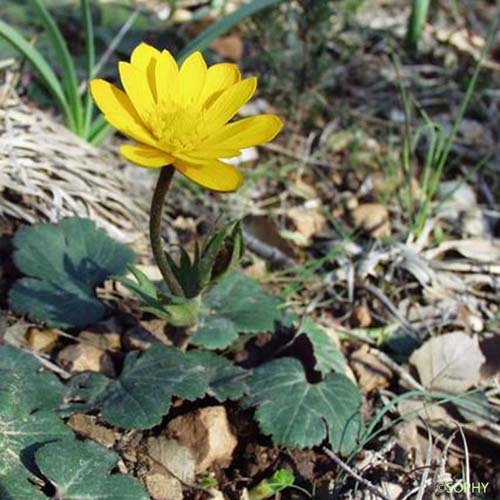 Anémone jaune - Anemone palmata