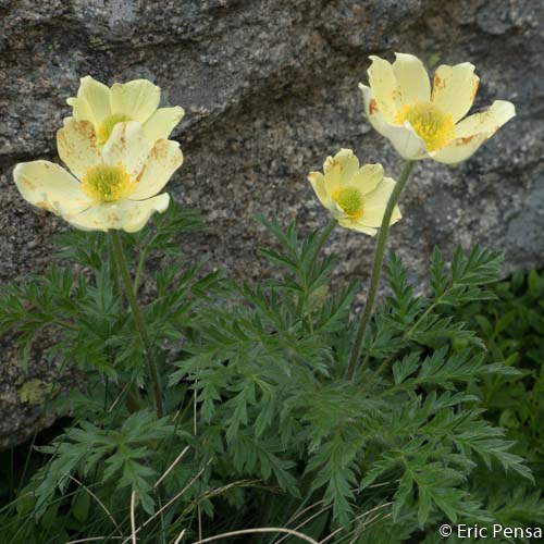 Anémone soufrée - Anemone alpina subsp. apiifolia